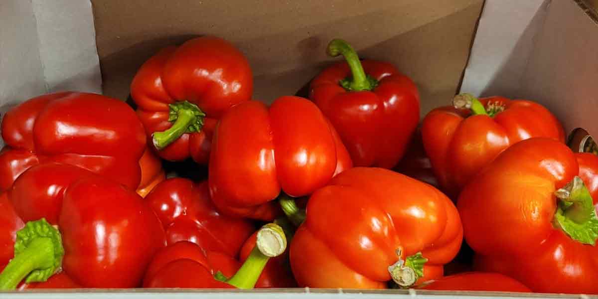 Peperone - Olanda - 2,20/2,30 euro al chilogrammo